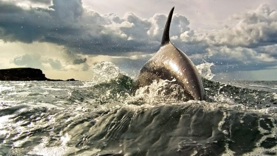 dolphin